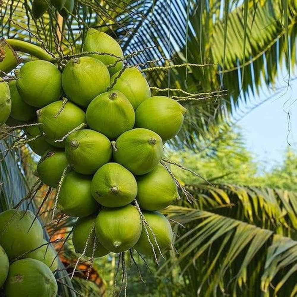 గంగా భవాని (గంగా బోండం) కొబ్బరి