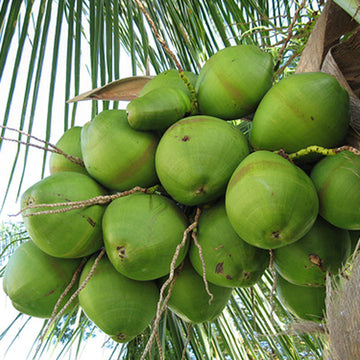 Ganga Bhavani ( Gangaa Bondam ) coconut