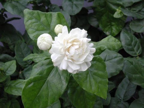 Jasmine ( Bondu )