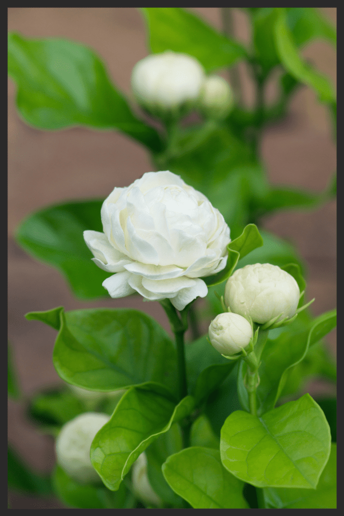 Jasmine ( Bondu )
