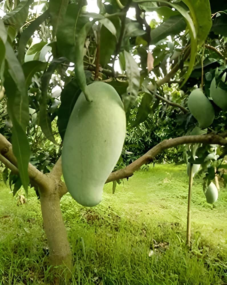 బ్రూనై కింగ్ 3 కిలోల మామిడి (అంటుకట్టినది) 