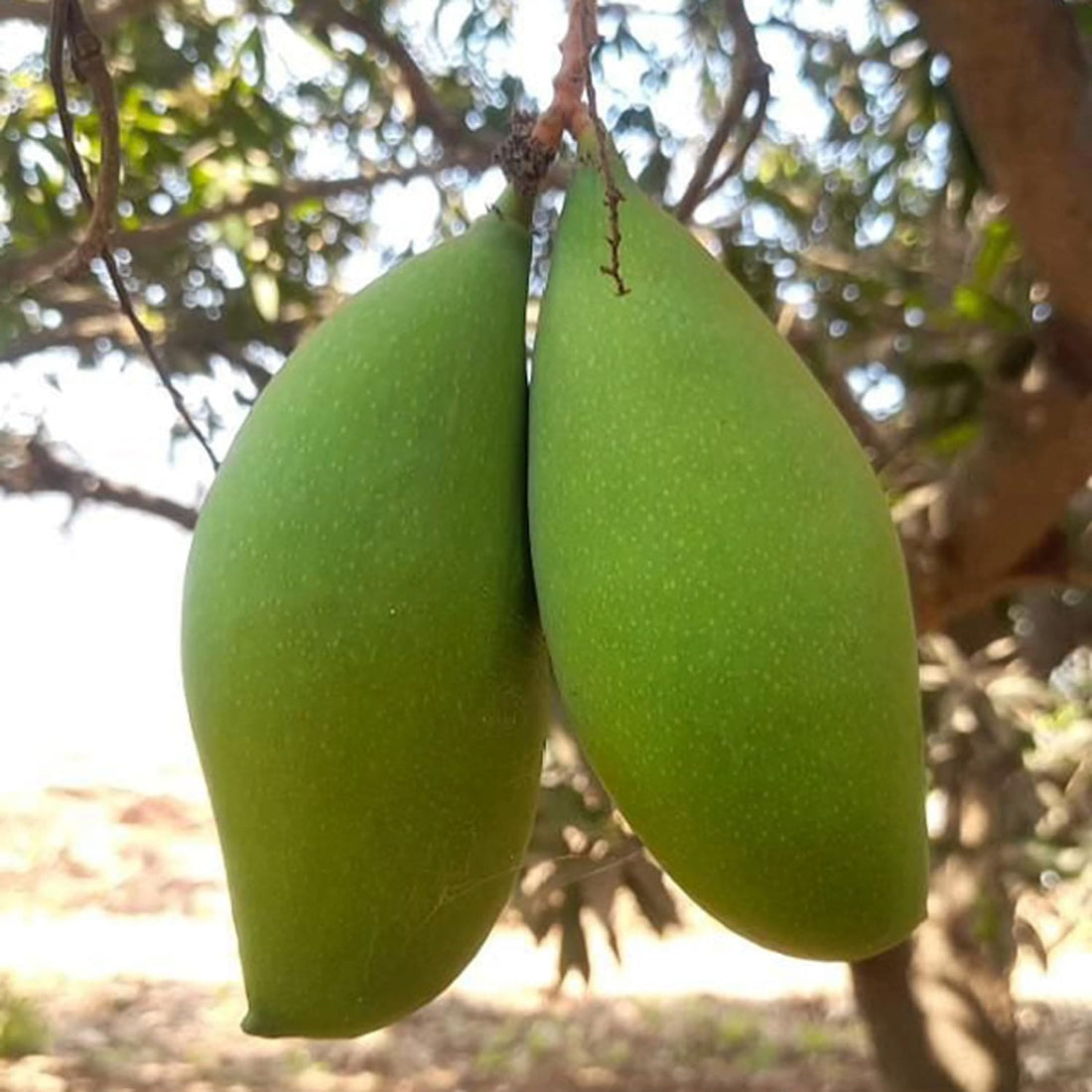 బ్రూనై కింగ్ 3 కిలోల మామిడి (అంటుకట్టినది) 