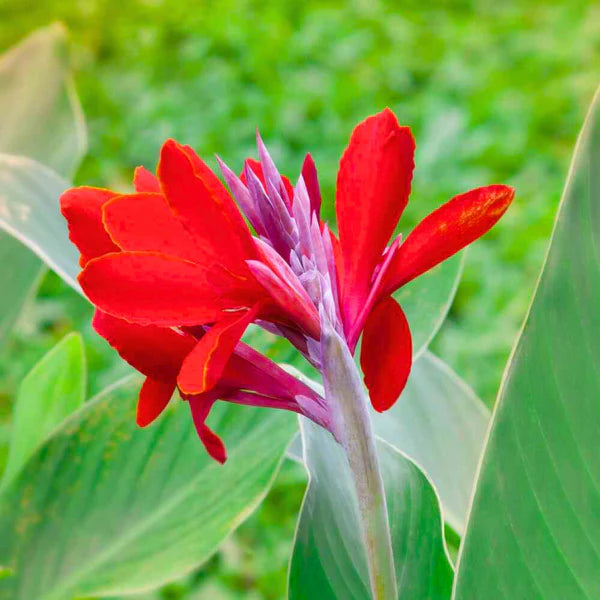 Cannas