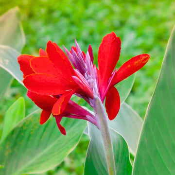 Cannas