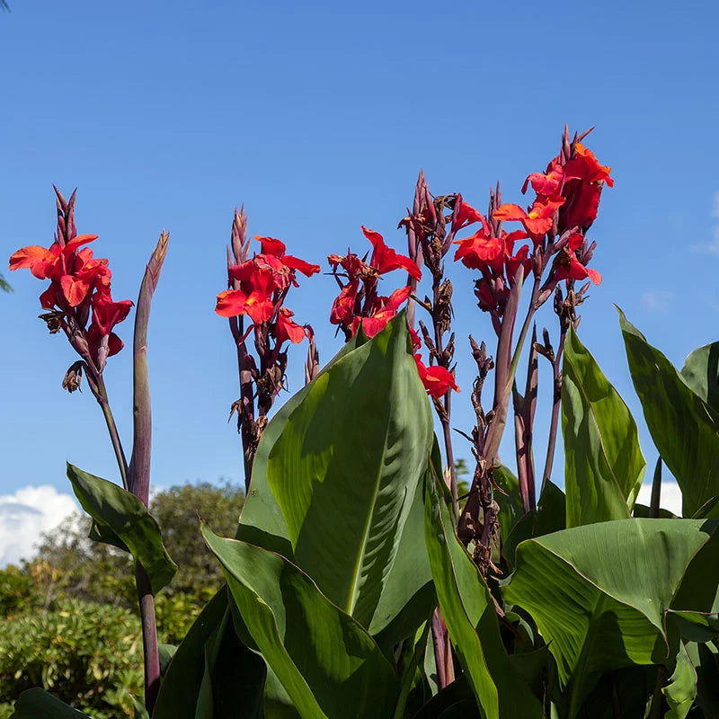 Cannas