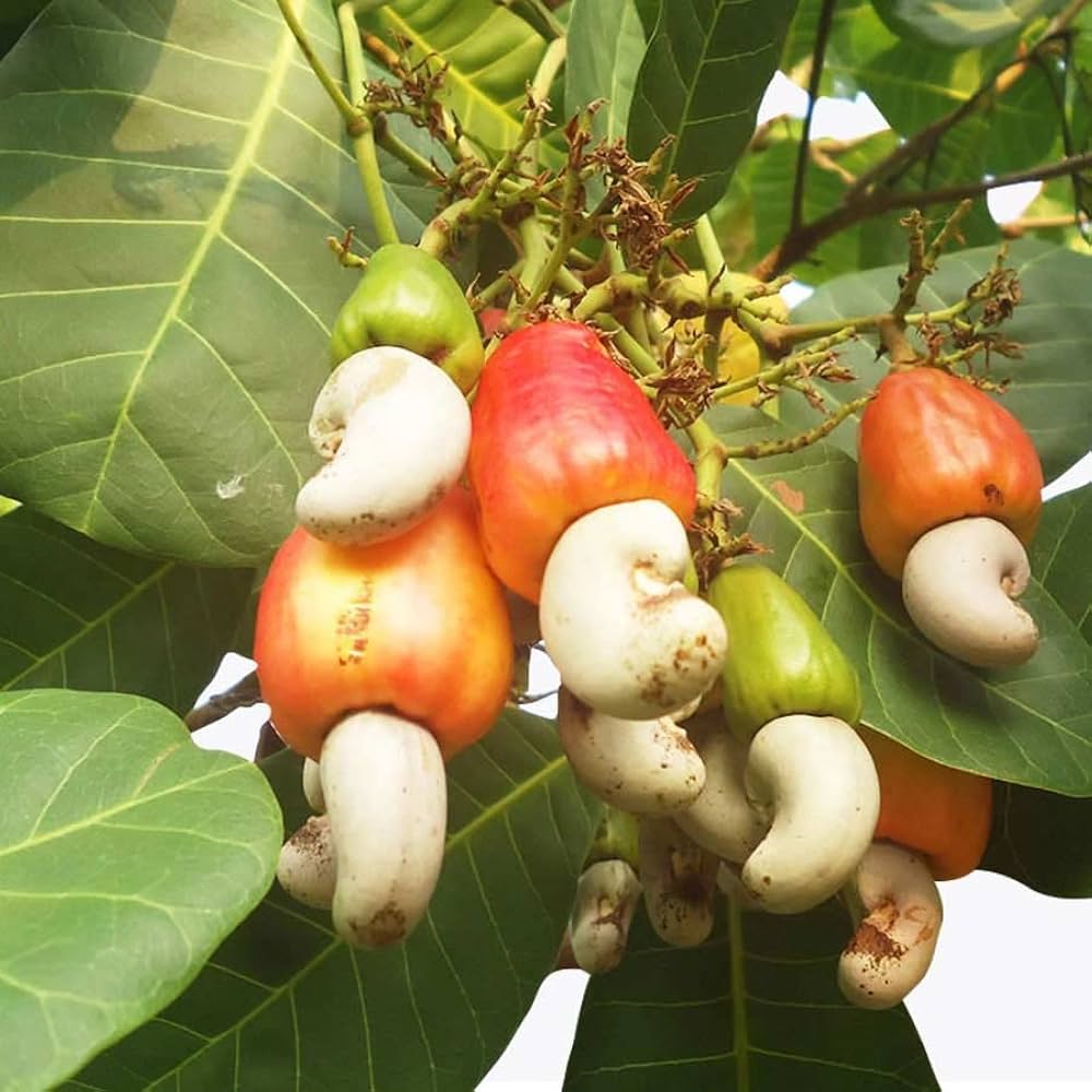 Cashew plant ( Grafted )