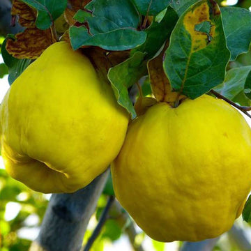 Citron / Dhabba ( Seedling )