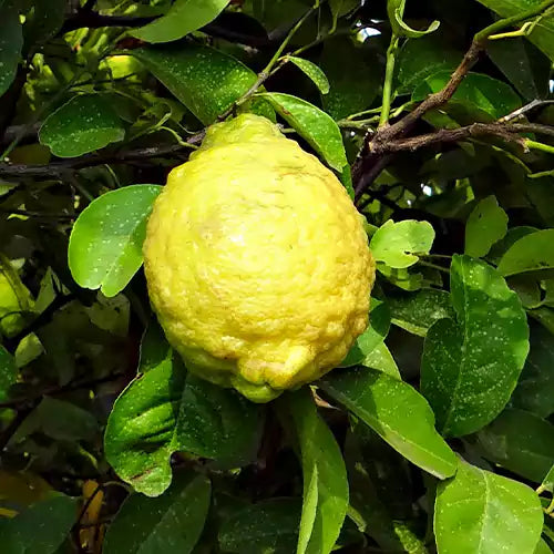 Citron / Dhabba ( Seedling )