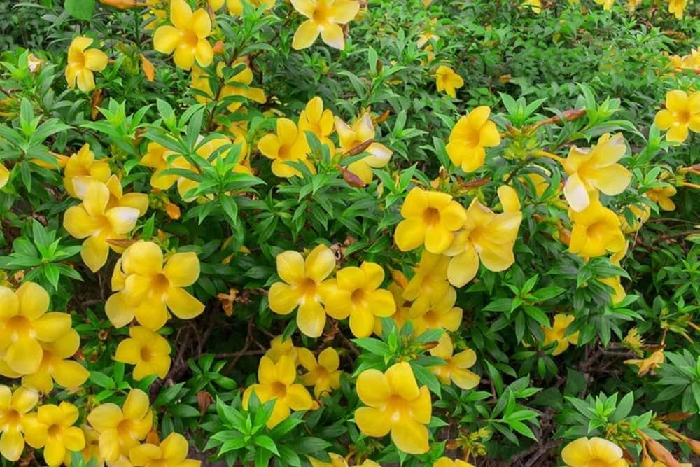 అల్లమండ (మినీ)