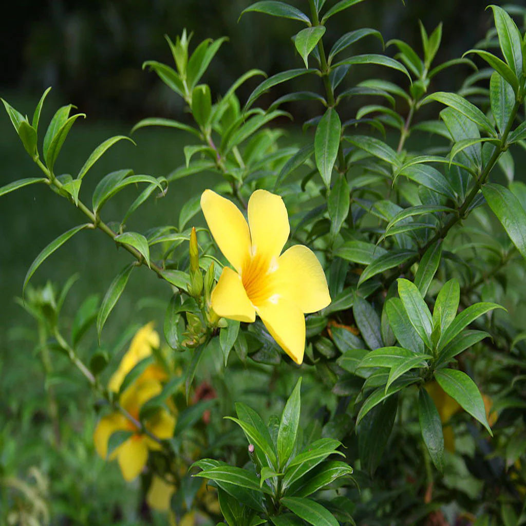 అల్లమండ (మినీ)