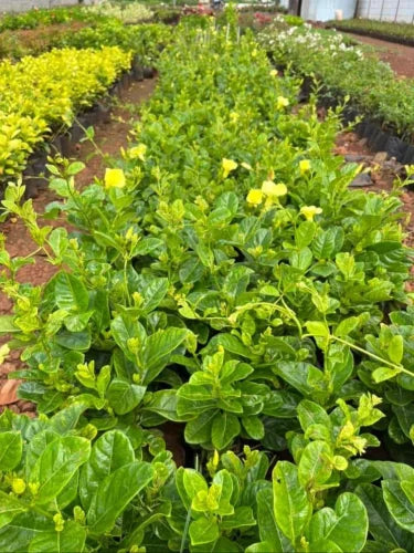 అల్లమండ (మినీ)