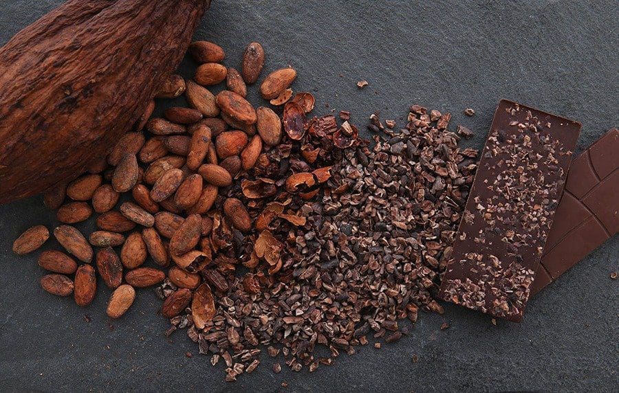 Cocoa ( Seedling )