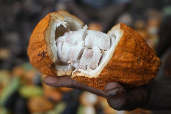 Cocoa ( Seedling )