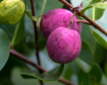Cocoplum ( Air Layer )