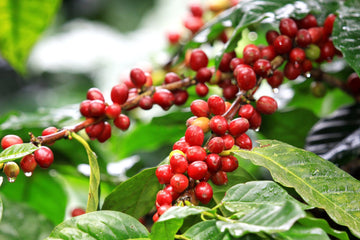 Coffee  ( Seedling )