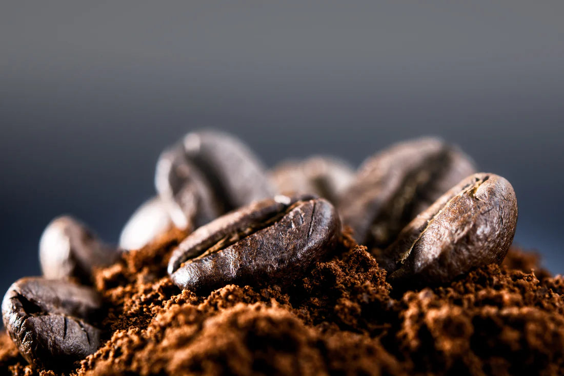 Coffee  ( Seedling )