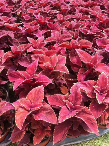 Coleus