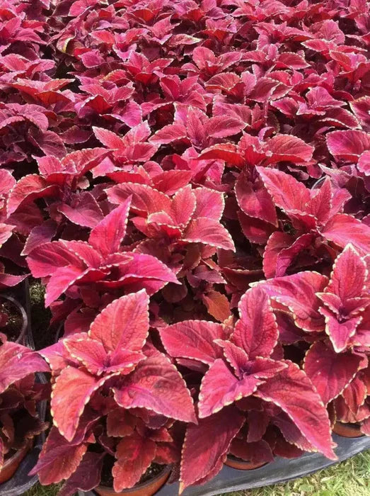 Coleus