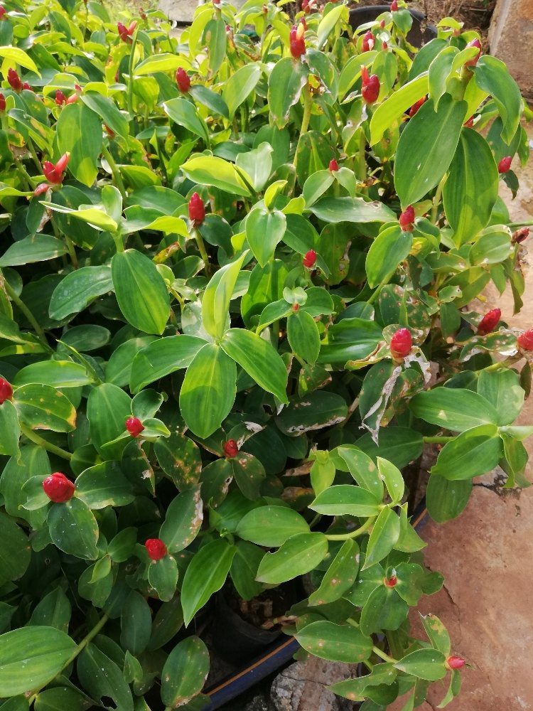 Kostas Red