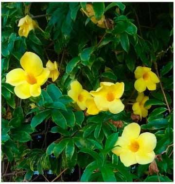 Allamanda yellow Creeper