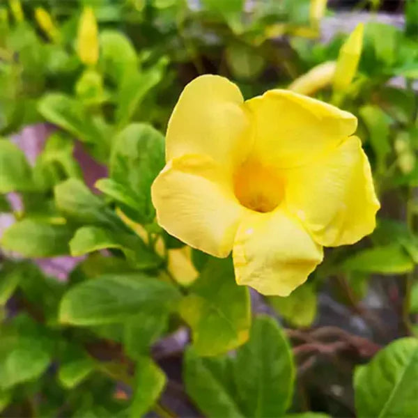 Allamanda yellow Creeper