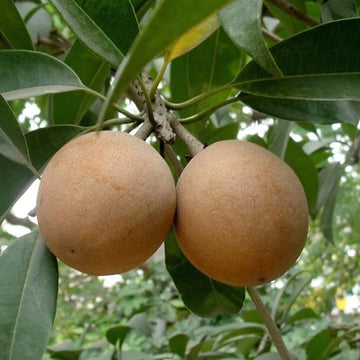 Cricket Ball Sapota ( Grafted )