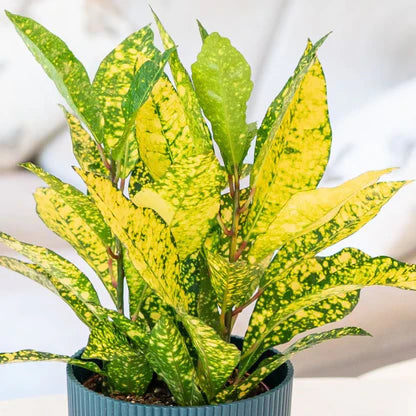 Croton Plant