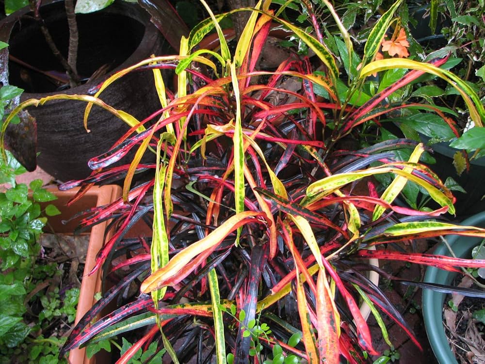 Croton Plant