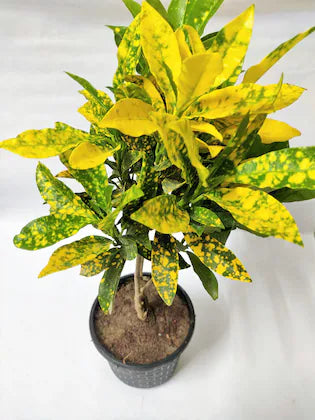 Croton Plant