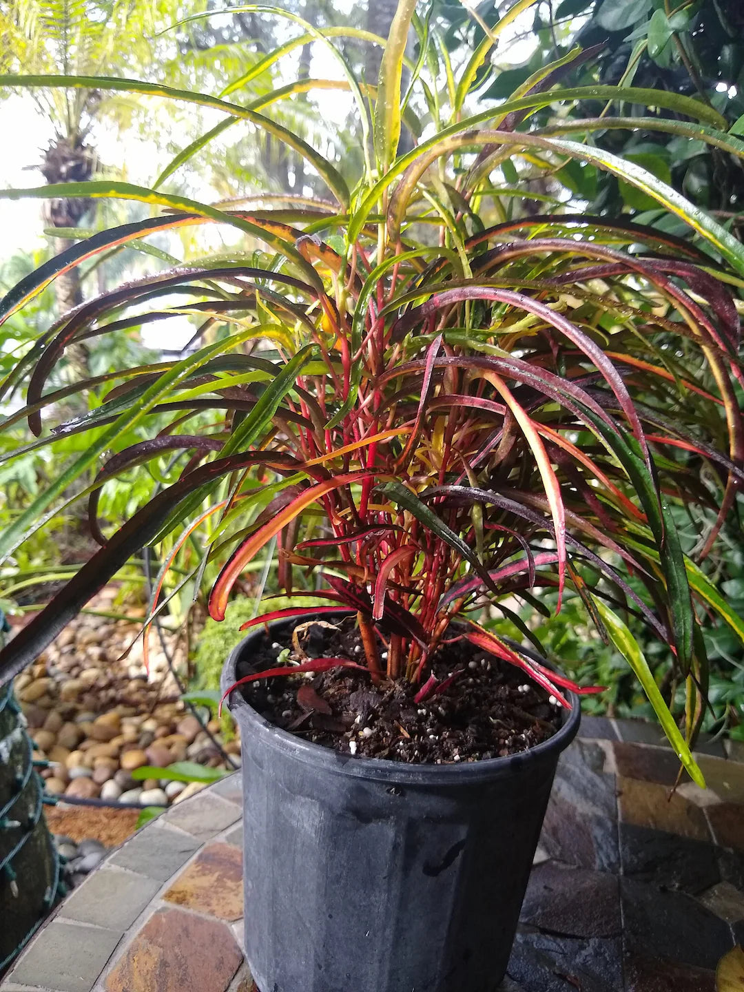 Croton Plant