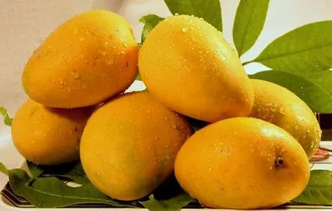 హైదర్ సాహెబ్ మామిడి (అంటుకట్టిన)