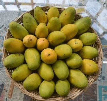 Dhasheri Mango ( Grafted )