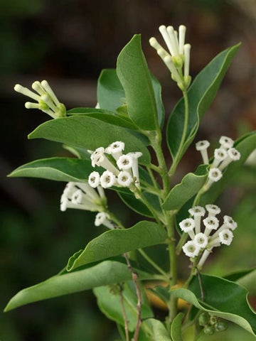 Dayen Tree Day Queen – Ashok Chakra Nursery