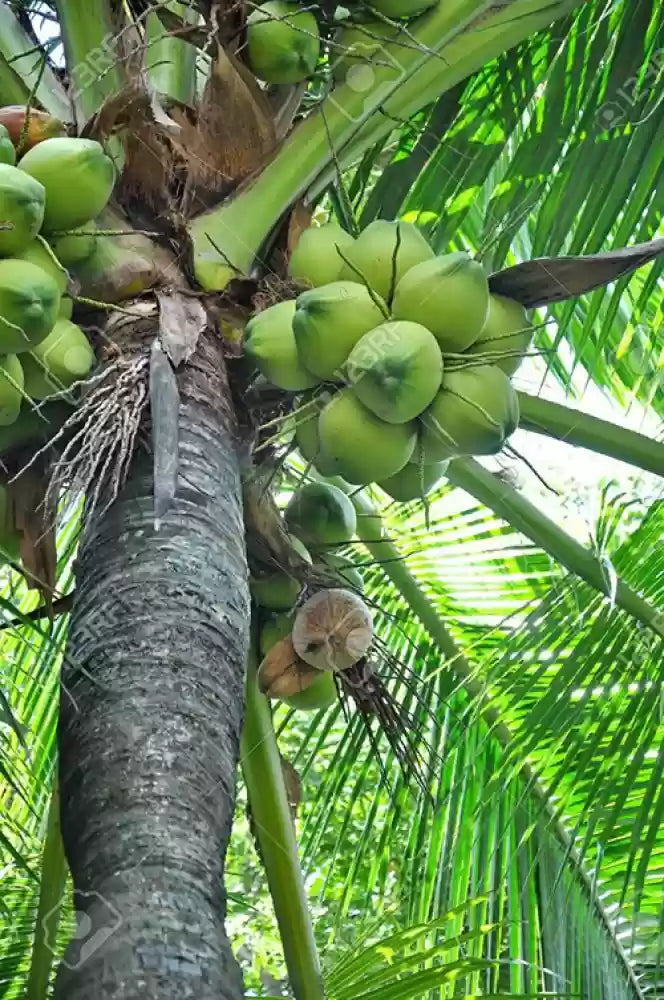 Dhesivali coconut