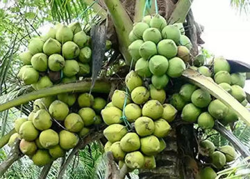 Dhesivali coconut