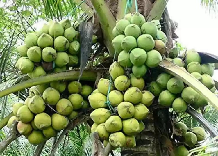 Dhesivali coconut