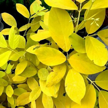 Desmodium