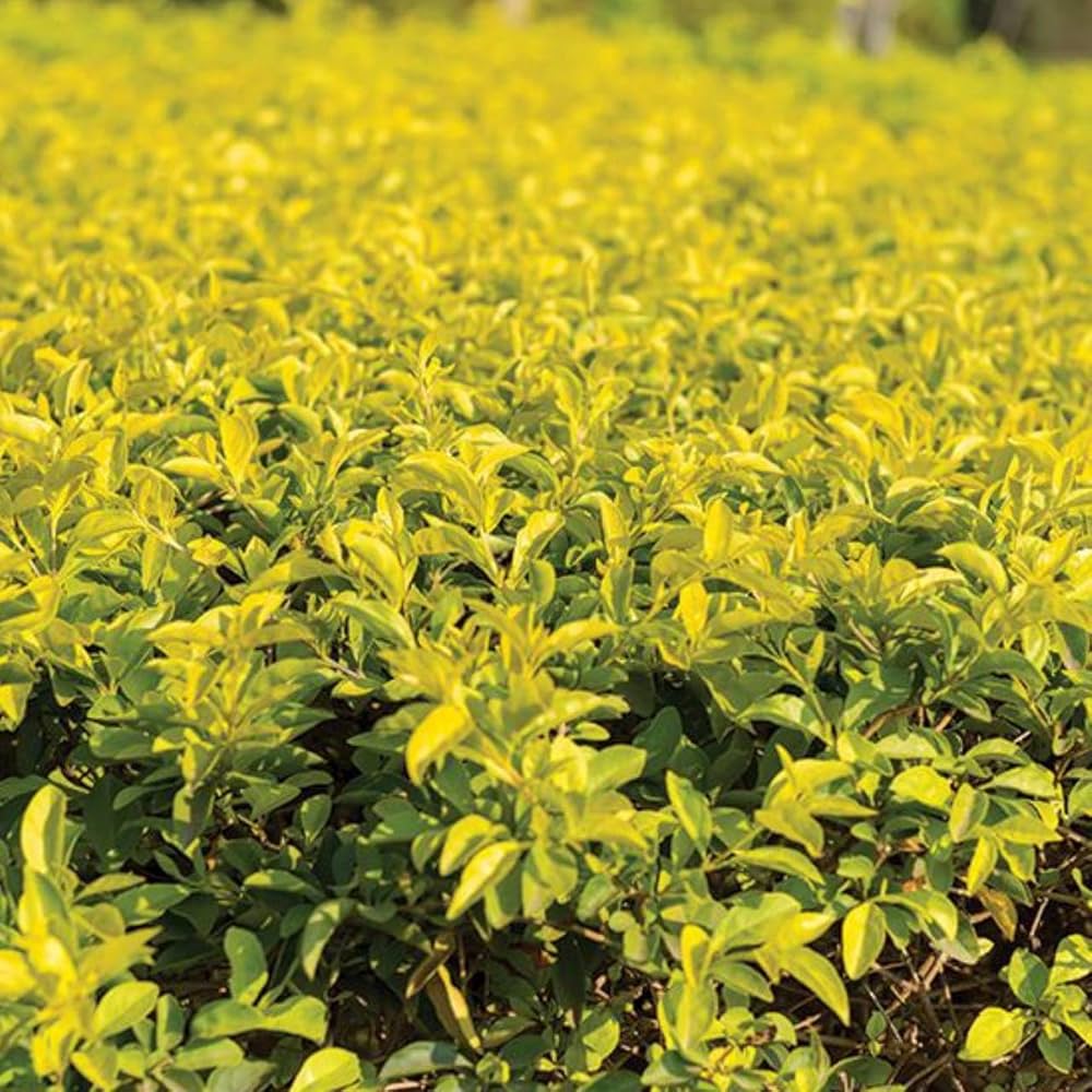 Duranta Gold