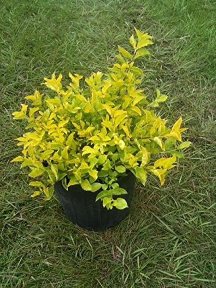 Duranta Gold