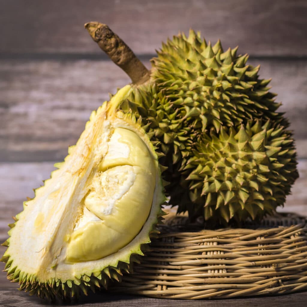 Durian Fruit ( Seedling )