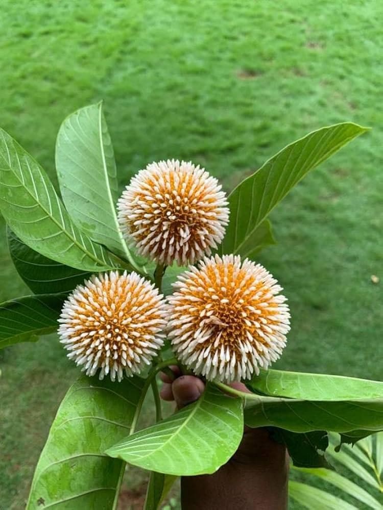 మరుగుజ్జు కదంబ 