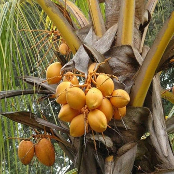 Golden Dwarf Coconut
