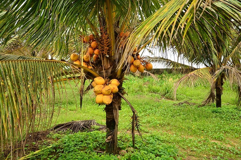 Golden Dwarf Coconut
