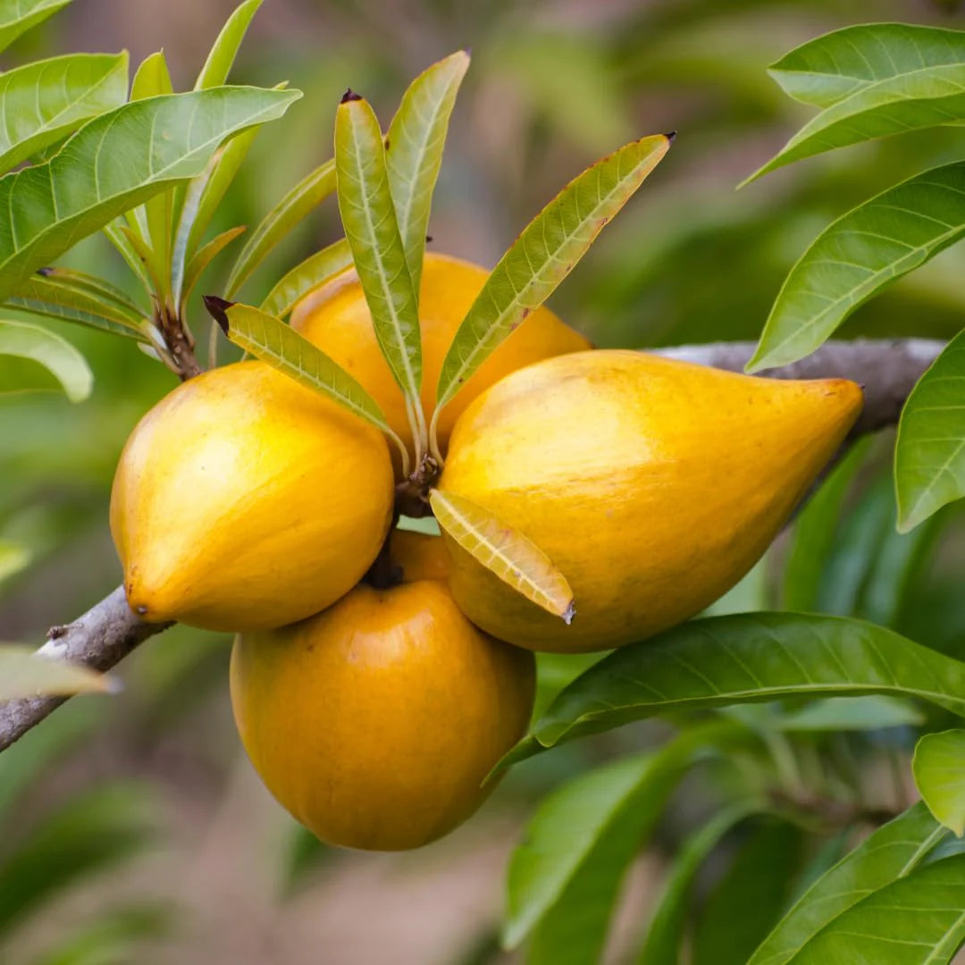 Egg Fruit ( Seedling )