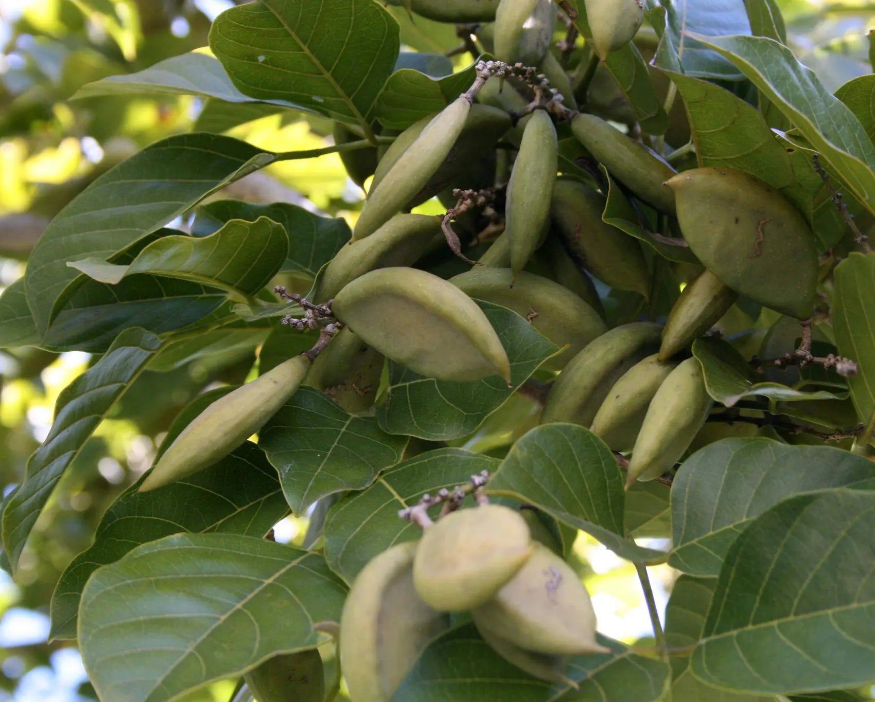 Ganuga / Kanuga