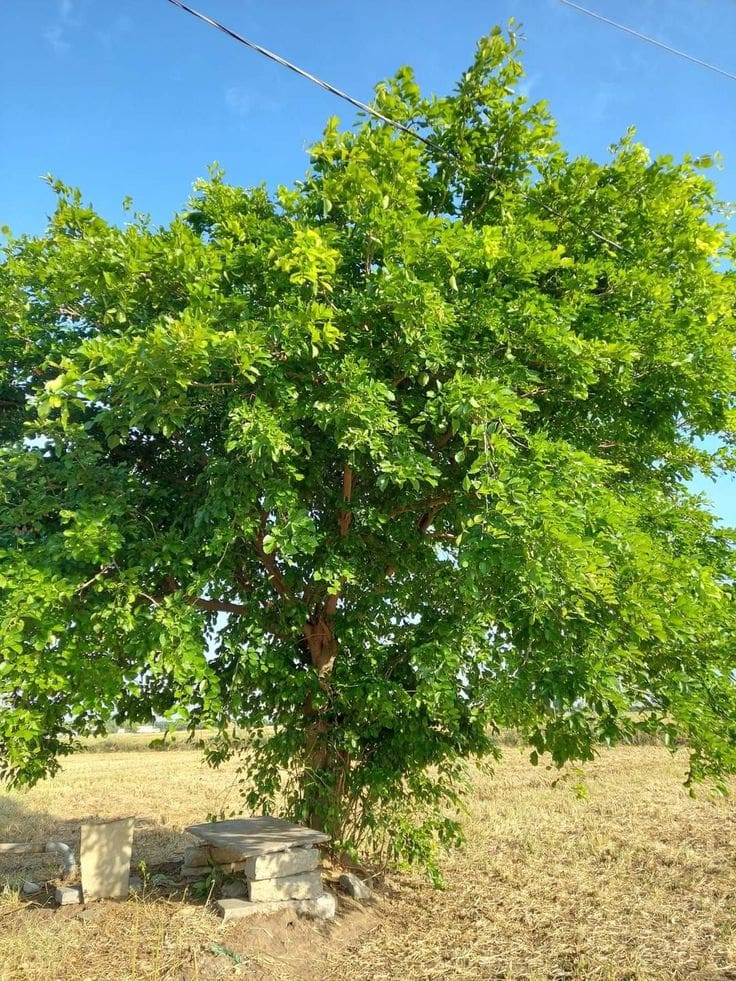 Ganuga / Kanuga