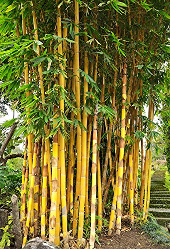 Golden Bamboo