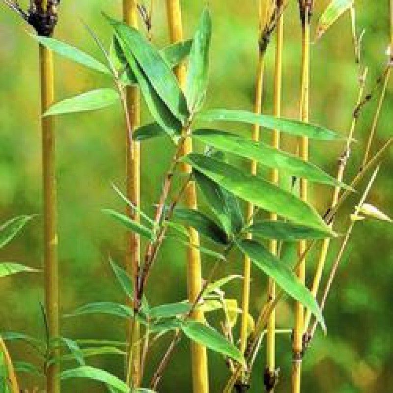 Golden Bamboo