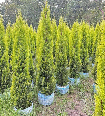Golden Cypress