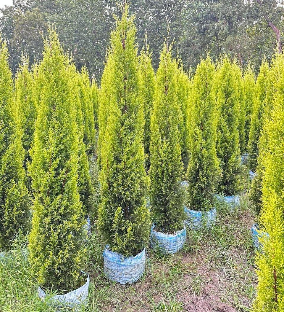 Golden Cypress